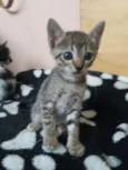 Gatinho