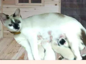 Gato raça SRD idade Abaixo de 2 meses nome Sonic Toy, Mia , Da 