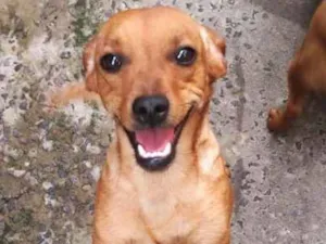 Cachorro raça Basset - Mista idade 7 a 11 meses nome Sem nome