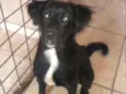 Neguinha 