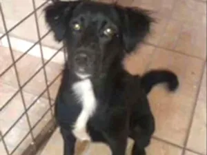 Cachorro raça SRD idade 1 ano nome Neguinha 