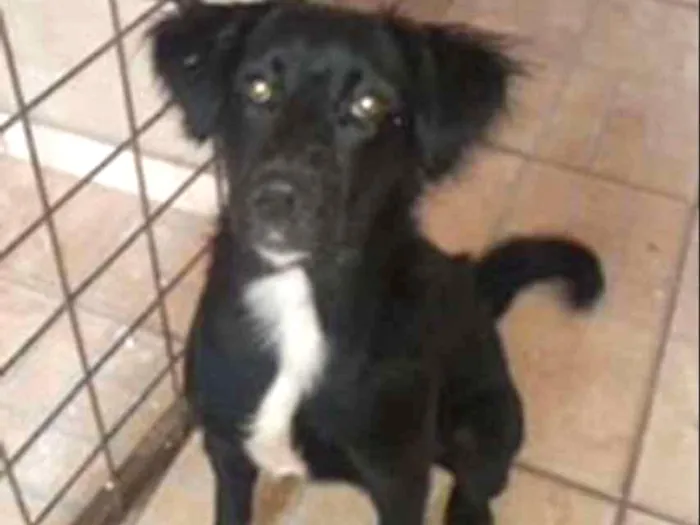 Cachorro ra a SRD idade 1 ano nome Neguinha 