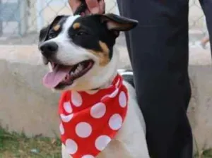 Cachorro raça SRD idade 1 ano nome Spike