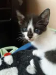 Gatinho