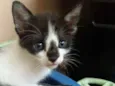 Gatinho
