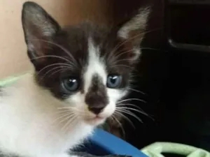 Gato raça Nao identificada idade 2 a 6 meses nome Gatinho