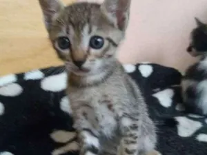 Gato raça Nao identificada idade 2 a 6 meses nome Gatinha