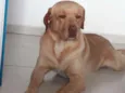 Aquiles