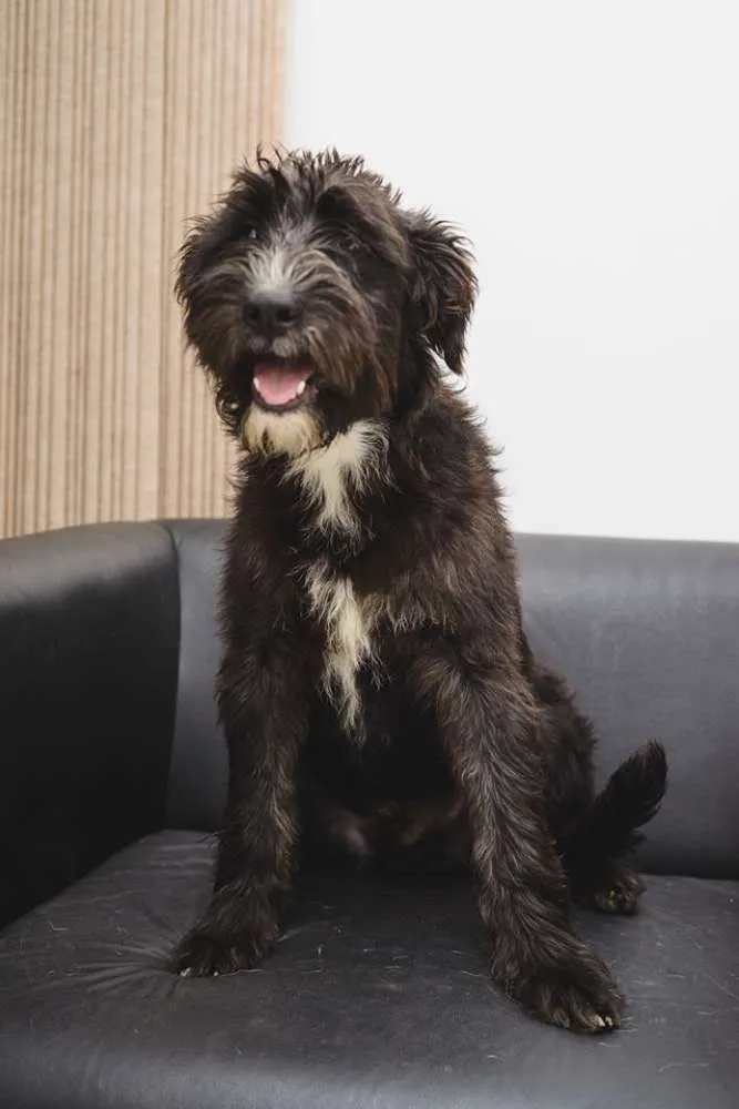 Cachorro ra a SRD idade 1 ano nome Denver