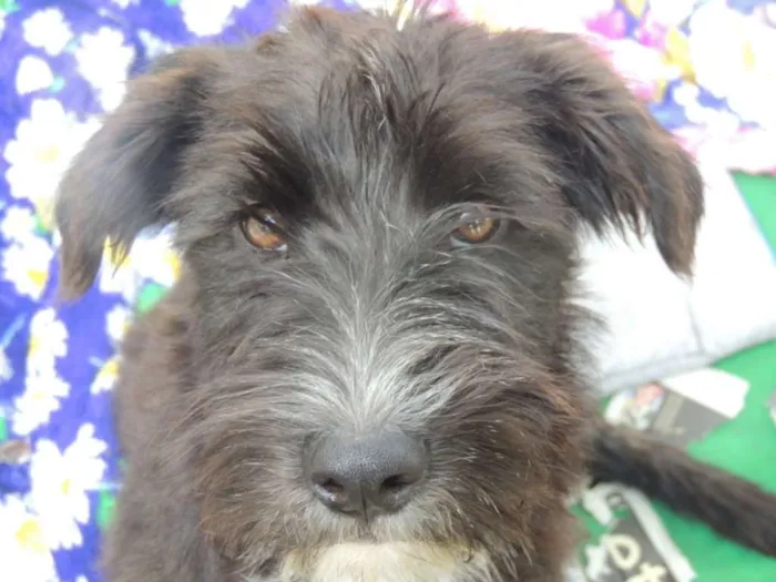 Cachorro ra a SRD idade 1 ano nome Denver