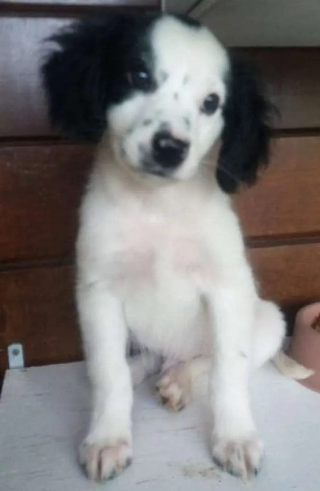 Cachorro ra a SRD idade 2 a 6 meses nome Bart