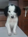 Bart