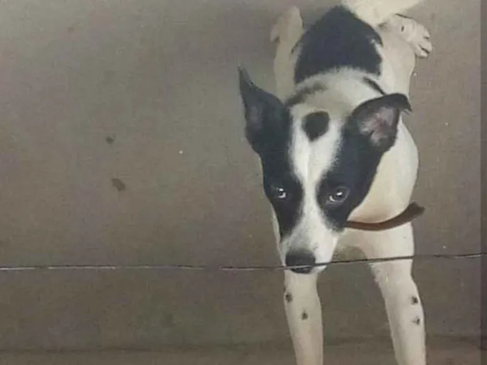 Cachorro ra a Mestiço idade 6 ou mais anos nome Marley