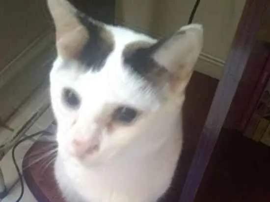 Gato ra a Gato sem raça definida idade 4 anos nome Kiko