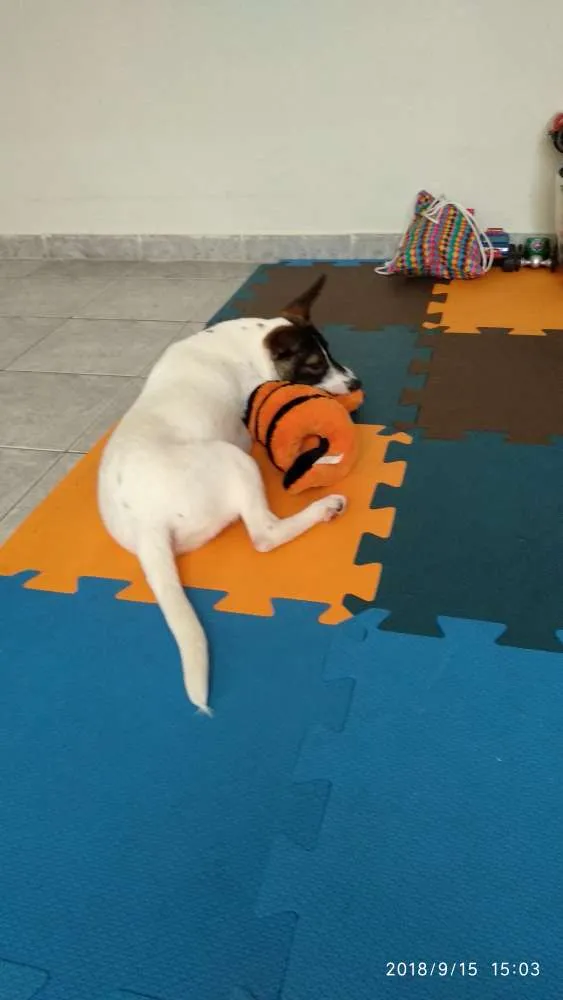 Cachorro ra a SRD idade 7 a 11 meses nome Luke