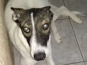 Cachorro raça SRD idade 7 a 11 meses nome Luke