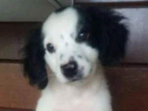 Cachorro raça SRD idade 2 a 6 meses nome Bart