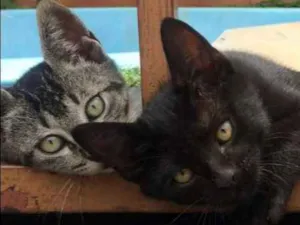 Gato raça  idade 2 a 6 meses nome nenéns