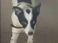 Marley
