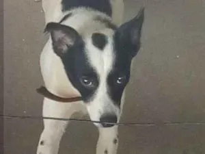 Cachorro raça Mestiço idade 6 ou mais anos nome Marley