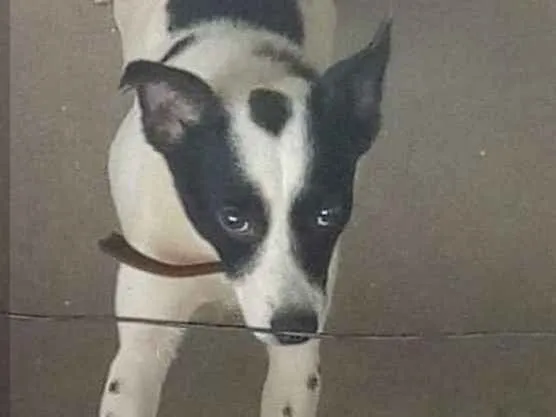 Cachorro ra a Mestiço idade 6 ou mais anos nome Marley