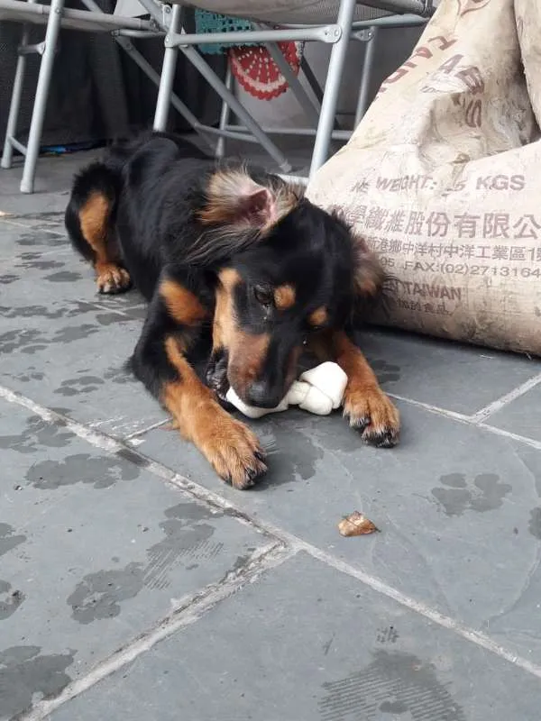 Cachorro ra a SRD idade 7 a 11 meses nome Sonic