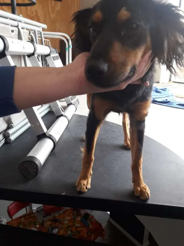 Cachorro ra a SRD idade 7 a 11 meses nome Sonic