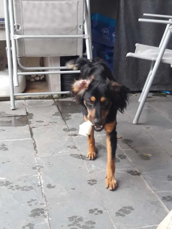 Cachorro ra a SRD idade 7 a 11 meses nome Sonic