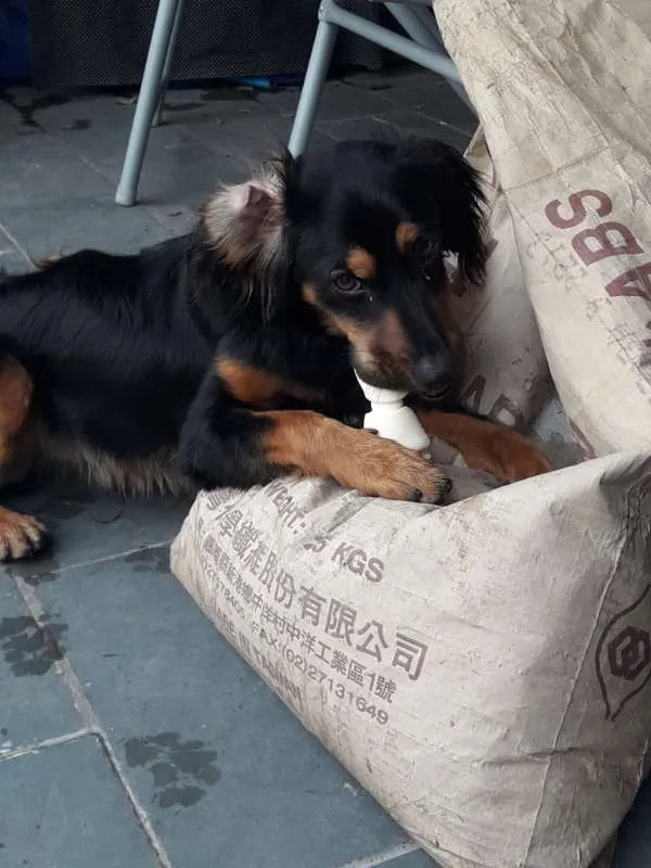 Cachorro ra a SRD idade 7 a 11 meses nome Sonic