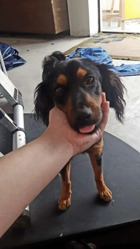 Cachorro ra a SRD idade 7 a 11 meses nome Sonic
