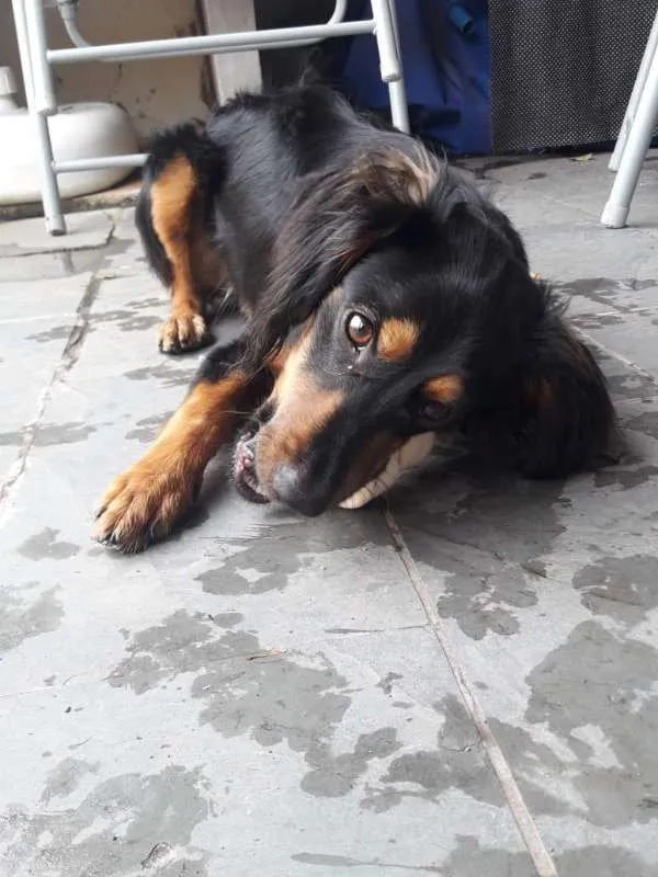 Cachorro ra a SRD idade 7 a 11 meses nome Sonic