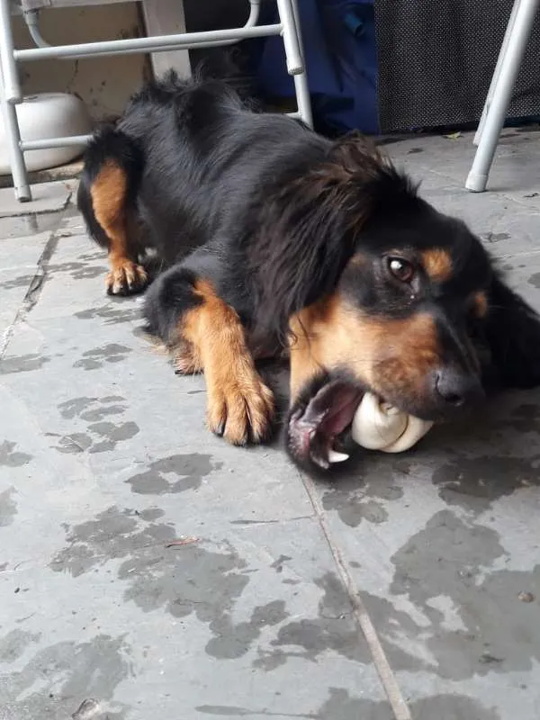 Cachorro ra a SRD idade 7 a 11 meses nome Sonic