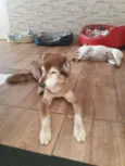 Bacaninha