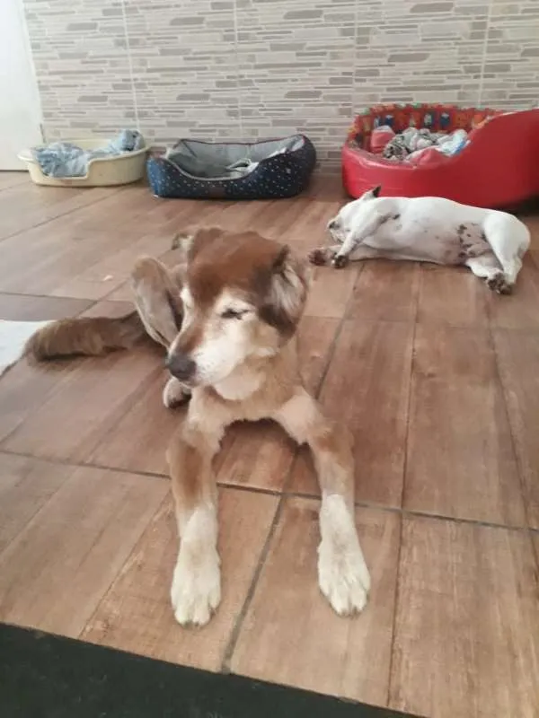 Cachorro ra a SRD idade 6 ou mais anos nome Bacaninha