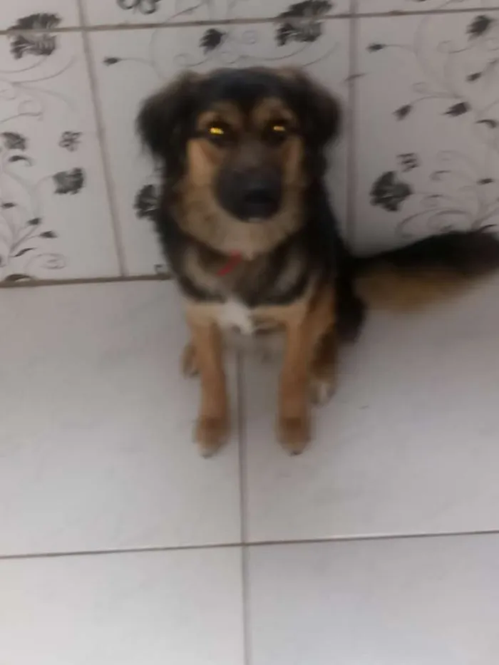 Cachorro ra a Mistiça idade 7 a 11 meses nome Nayla