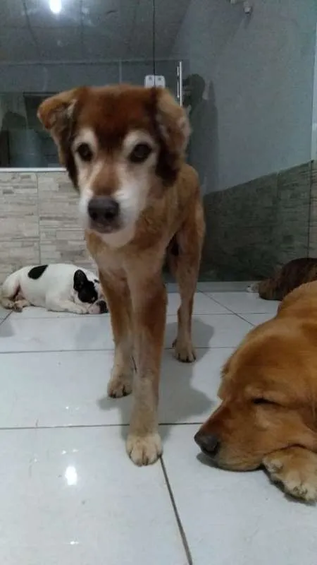 Cachorro ra a SRD idade 6 ou mais anos nome Bacaninha