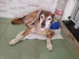Bacaninha