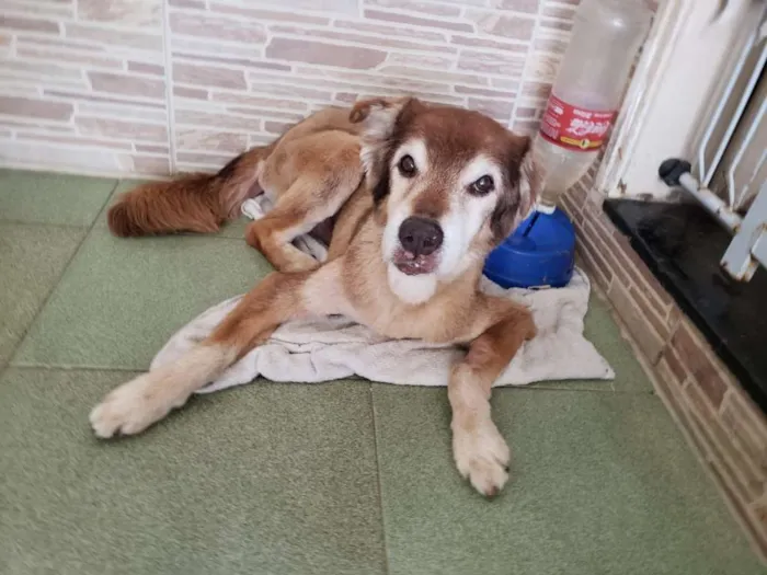 Cachorro ra a SRD idade 6 ou mais anos nome Bacaninha