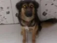 Nayla