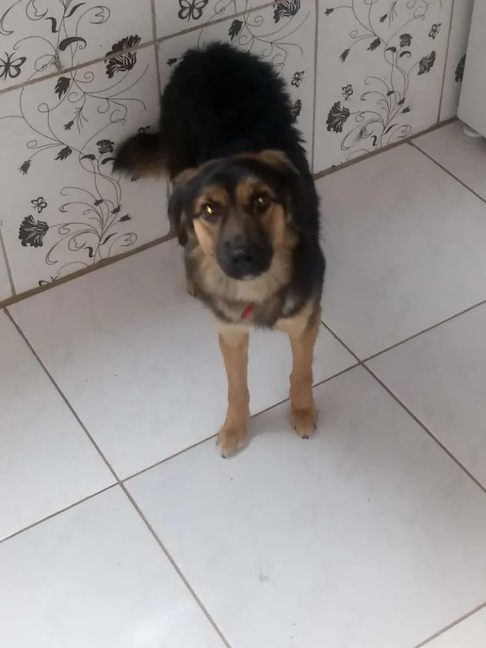 Cachorro ra a Mistiça idade 7 a 11 meses nome Nayla