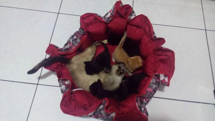 Gato ra a Siamesa idade 7 a 11 meses nome Boneca