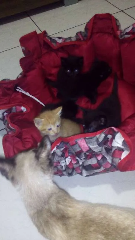 Gato ra a Siamesa idade 7 a 11 meses nome Boneca