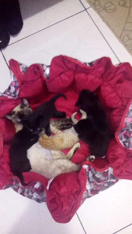 Gato ra a srd idade Abaixo de 2 meses nome não tem 