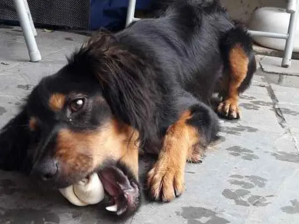 Cachorro ra a SRD idade 7 a 11 meses nome Sonic