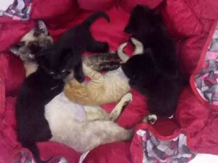 Gato ra a srd idade Abaixo de 2 meses nome não tem 