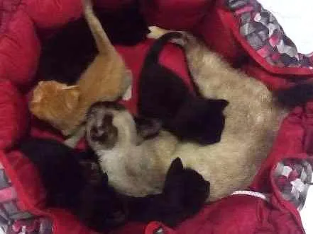 Gato ra a Siamesa idade 7 a 11 meses nome Boneca