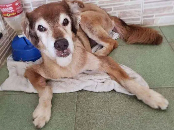 Cachorro ra a SRD idade 6 ou mais anos nome Bacaninha