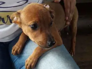 Cachorro raça srd idade 2 a 6 meses nome Princesa