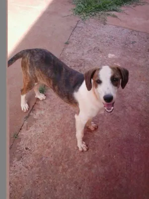 Cachorro raça SRD idade 7 a 11 meses nome Mel