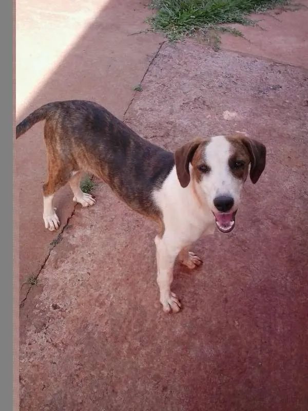 Cachorro ra a SRD idade 7 a 11 meses nome Mel